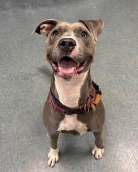 Byrdie -  Pit Bull Terrier Dog for Adoption in Richmond, Virginia - Byrdie | PetCurious