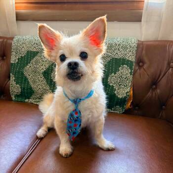 Bandit -  Mixed Breed Dog for Adoption in Dekalb, Illinois - Bandit | PetCurious