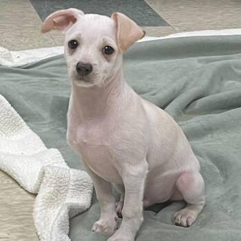 Tyler -  Chihuahua Dog for Adoption in Stratford, Connecticut - Tyler | PetCurious
