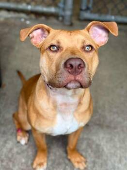 Rattlesnake -  Pit Bull Terrier Dog for Adoption in Chicago, Illinois - Rattlesnake | PetCurious