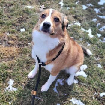 Penelope -  Shepherd Dog for Adoption in Fort Wayne, Indiana - Penelope | PetCurious