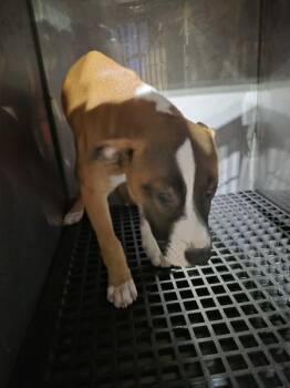 Pit Bull Terrier Dogs Available for Adoption - Pen 212 Pepper | PetCurious