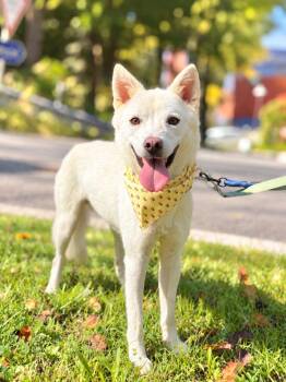 MAO -  Jindo Dog for Adoption in Johns Creek, Georgia - MAO | PetCurious