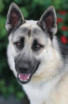 German Shepherd Dog Dogs Available for Adoption in Los Angeles, California - *Boone Von Barth | PetCurious