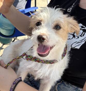Rescue Jack Russell Terrier Dogs for Adoption in New Braunfels, Texas - Mary Kate | PetCurious
