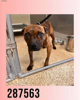 ROBIN -  American Bulldog and Mixed Breed Dog Available for Adoption in Macon, Georgia - ROBIN | PetCurious