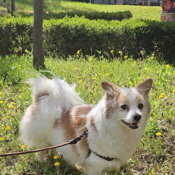 Corgi and Pomeranian Dogs Available for Adoption in Danvers, Massachusetts - TT | PetCurious