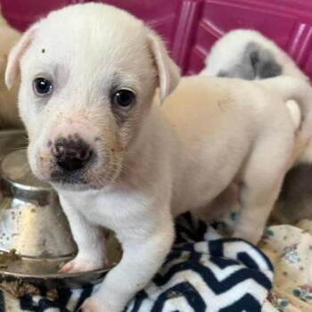 American Staffordshire Terrier Dogs Available for Adoption in San Antonio, Texas - Snow White | PetCurious