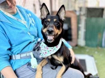 Bruna -  Mixed Breed Dog for Adoption in New York, New York - Bruna | PetCurious