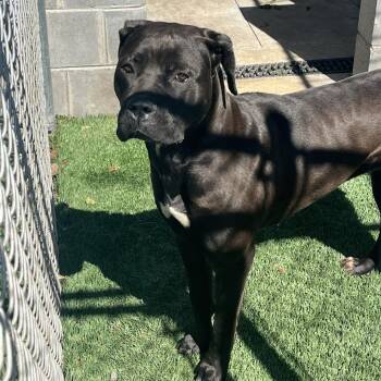 Cane Corso and Mixed Breed Dogs Available for Adoption in Richmond Hill, Georgia - Juno | PetCurious