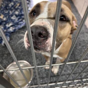 Sutton -  Mixed Breed Dog for Adoption in Buchanan Dam, Texas - Sutton | PetCurious