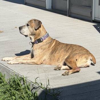 Ella (fka Bermuda) -  Mastiff Dog for Adoption in Manchester, Pennsylvania - Ella (fka Bermuda) | PetCurious