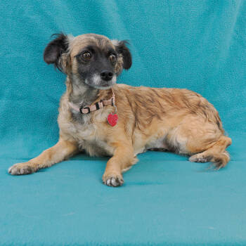 Rescue Chihuahua Dogs for Adoption in Richmond, California - OSA | PetCurious