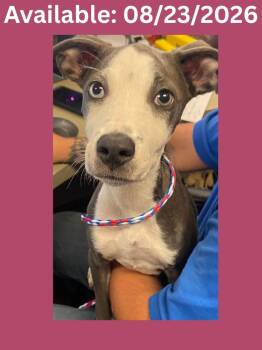Dog Kennel #16 -  Whippet and Mixed Breed Dog for Adoption in Greenville, Texas - Dog Kennel #16 | PetCurious