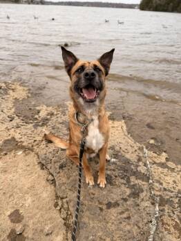 German Shepherd Dog Dogs Available for Adoption in Mt. Juliet, Tennessee - Presley | PetCurious
