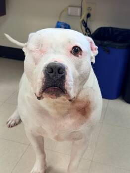 Pit Bull Terrier Dogs Available for Adoption - Stormi | PetCurious