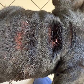 Pit Bull Terrier Dogs Available for Adoption - Cobe | PetCurious