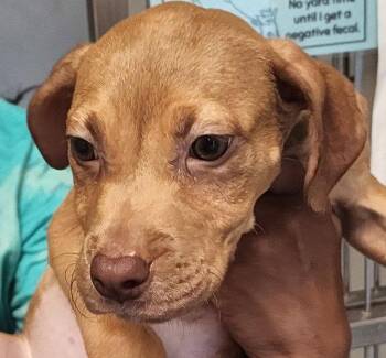 Spinach -  Terrier Dog for Adoption in Hilton Head Island, South Carolina - Spinach | PetCurious