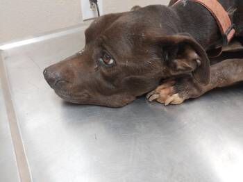 Justice-Queeny-Nora -  Terrier Dog for Adoption in Mocksville, North Carolina - Justice-Queeny-Nora | PetCurious