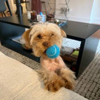 Toto -  Maltese and Mixed Breed Dog for Adoption in Chicago, Illinois - Toto | PetCurious
