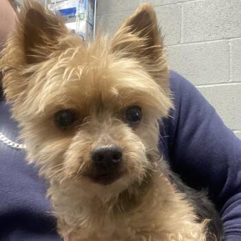 Rupert -  Mixed Breed Dog for Adoption in Allentown, Pennsylvania - Rupert | PetCurious