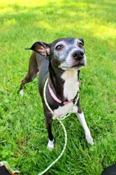 Italian Greyhound and Mixed Breed Dogs Available for Adoption in Morton Grove, Illinois - Wednesday | PetCurious
