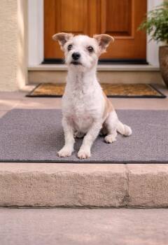 Cairn Terrier and Terrier Dogs Available for Adoption - Lotte | PetCurious