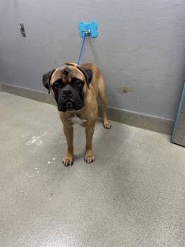 ZUES -  Mastiff Dog for Adoption in Las Vegas, Nevada - ZUES | PetCurious