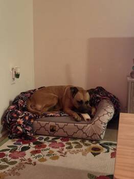 Lady -  Black Mouth Cur Dog for Adoption in Austin, Texas - Lady | PetCurious