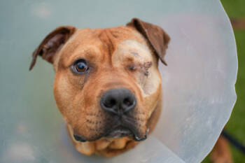 Rescue Pit Bull Terrier Dogs for Adoption in Woodbury, Minnesota - Dilla | PetCurious