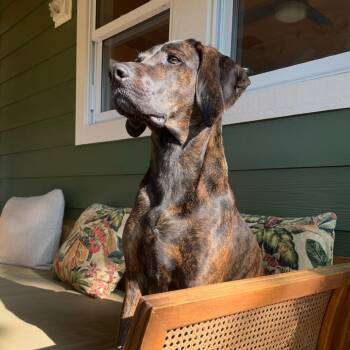 Geoffrey* -  Plott Hound Dog for Adoption in Waynesville, North Carolina - Geoffrey* | PetCurious