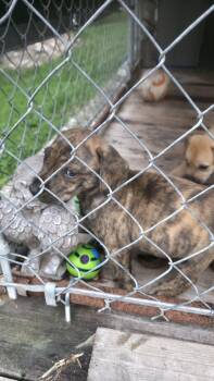 Tango -  Mixed Breed Dog for Adoption in Dittmer, Missouri - Tango | PetCurious