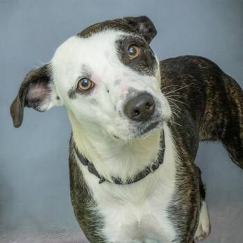 COOKIE BUTTER -  Australian Cattle Dog Blue Heeler and Mixed Breed Dog for Adoption in St. Louis, Missouri - COOKIE BUTTER | PetCurious