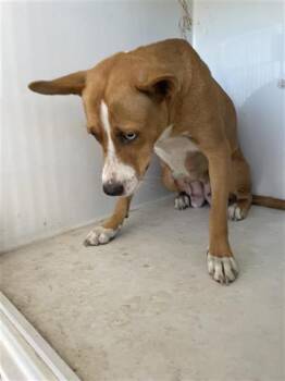 Rescue Pit Bull Terrier Dogs for Adoption in Houston, Texas - A645073 | PetCurious