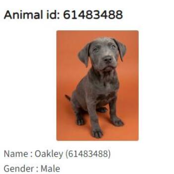 Oakley -  Labrador Retriever Dog for Adoption in Austin, Texas - Oakley | PetCurious