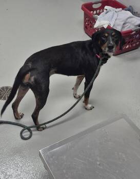 Vc-16 -  Hound Dog for Adoption in Lawrenceville, Georgia - Vc-16 | PetCurious