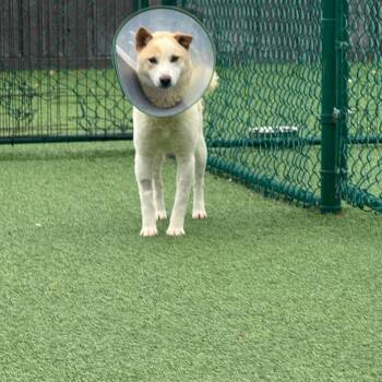 Shiba Inu Dogs Available for Adoption in Loxahatchee Groves, Florida - Harvey 0567 | PetCurious