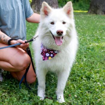 Cotton (Female) -  American Eskimo Dog Dog for Adoption in West Grove, Pennsylvania - Cotton (Female) | PetCurious