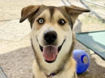 Rescue Mixed Breed Dogs for Adoption in Georgetown, Texas - Thor | PetCurious