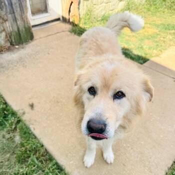 Big Al -  Great Pyrenees and Mixed Breed Dog for Adoption in Brownsboro, Alabama - Big Al | PetCurious