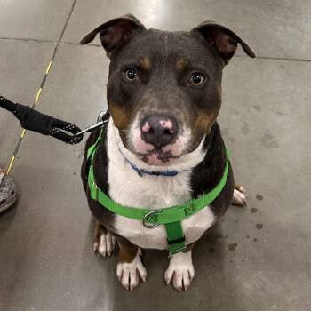 Elvis -  Rottweiler and Mixed Breed Dog for Adoption in South Elgin, Illinois - Elvis | PetCurious