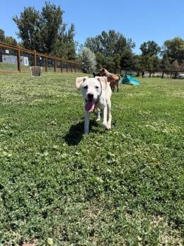 Bertolli -  Mixed Breed Dog for Adoption in Fort Collins, Colorado - Bertolli | PetCurious