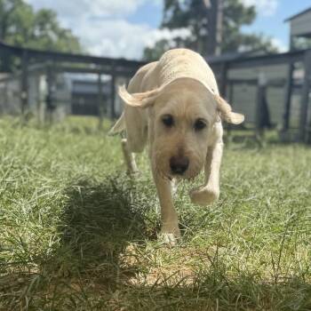 Scotty "Kairo" -  Giant Schnauzer and Yellow Labrador Retriever Dog for Adoption in Houston, Texas - Scotty "Kairo" | PetCurious