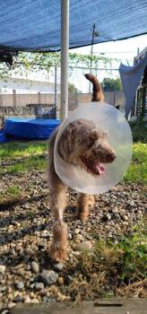 Honey -  Poodle Dog for Adoption in Marietta, Georgia - Honey | PetCurious