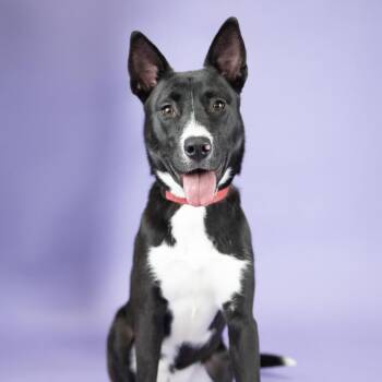 Mixed Breed Dogs Available for Adoption in Portland, Oregon - Ruby | PetCurious
