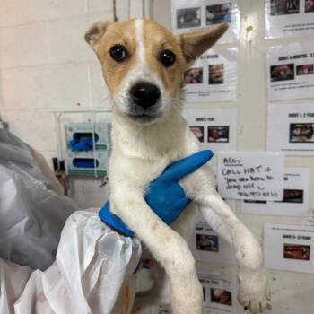 Shepherd Dogs Available for Adoption - Jacob | PetCurious