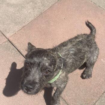 Stuart -  Cairn Terrier Dog for Adoption in North Vancouver, British Columbia - Stuart | PetCurious