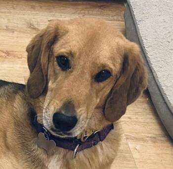 Cassia -  German Shepherd Dog and Hound Dog for Adoption in Cumming, Georgia - Cassia | PetCurious