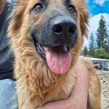 Maple-Mom of the Fall Pups -  German Shepherd Dog Dog for Adoption in Weaverville, California - Maple-Mom Of The Fall Pups | PetCurious