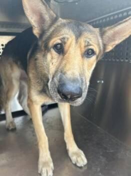 Rescue German Shepherd Dog and Mixed Breed Dogs for Adoption in Fort Worth, Texas - 59354704 | PetCurious
